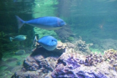 image061