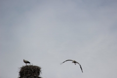 image104